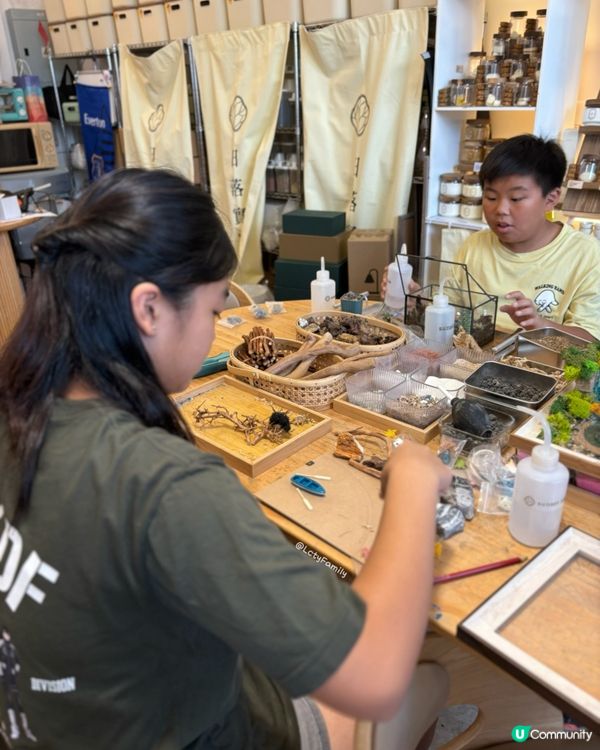 🌵 多肉植物陪你成長🌱點樣變盆景、牆畫？🤩 #文未優惠