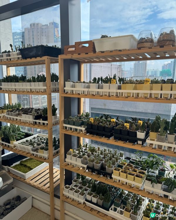 🌵 多肉植物陪你成長🌱點樣變盆景、牆畫？🤩 #文未優惠