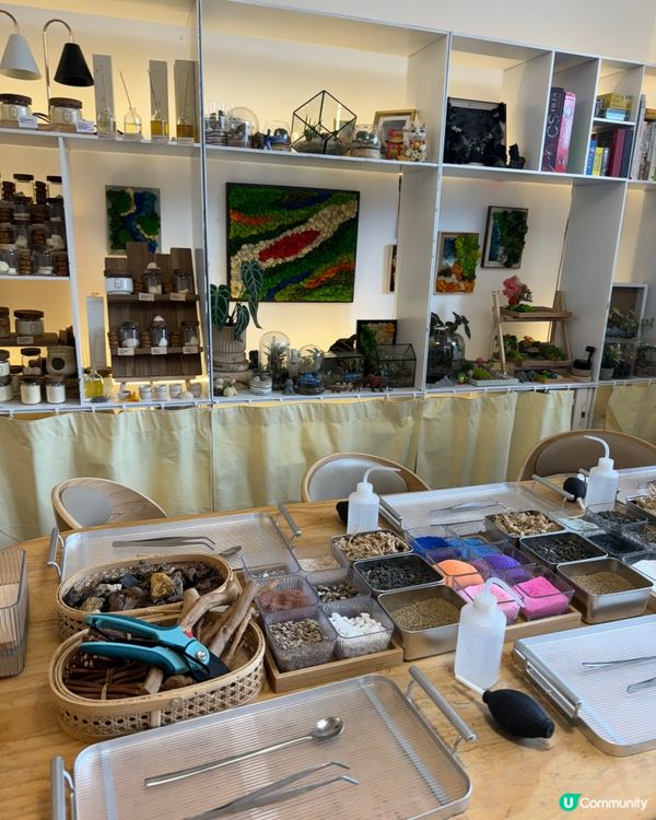 🌵 多肉植物陪你成長🌱點樣變盆景、牆畫？🤩 #文未優惠