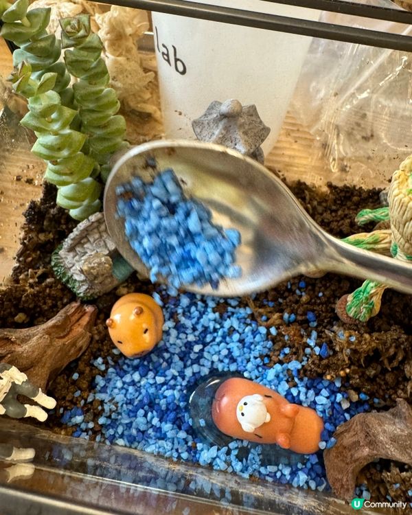 🌵 多肉植物陪你成長🌱點樣變盆景、牆畫？🤩 #文未優惠