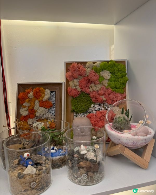 🌵 多肉植物陪你成長🌱點樣變盆景、牆畫？🤩 #文未優惠