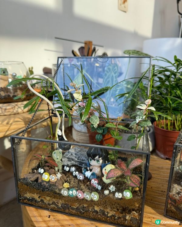 🌵 多肉植物陪你成長🌱點樣變盆景、牆畫？🤩 #文未優惠