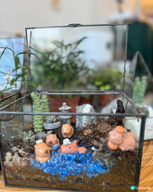 🌵 多肉植物陪你成長🌱點樣變盆景、牆畫？🤩 #文未優惠