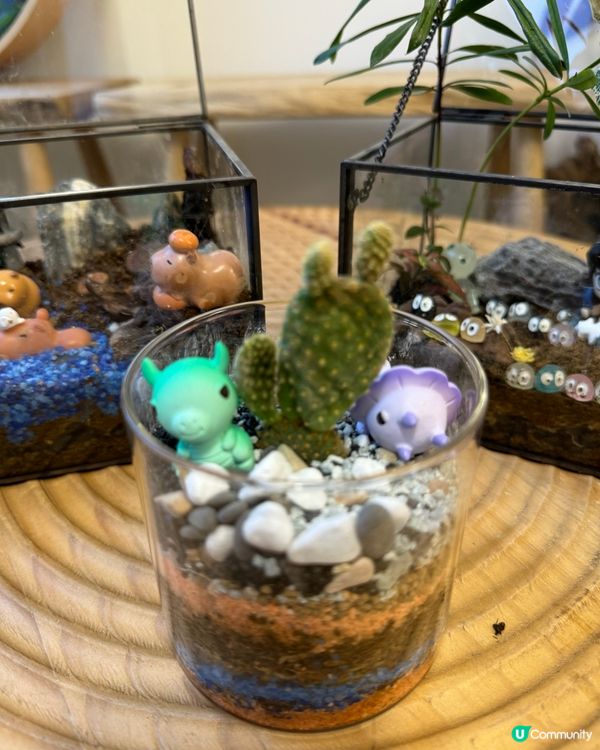 🌵 多肉植物陪你成長🌱點樣變盆景、牆畫？🤩 #文未優惠