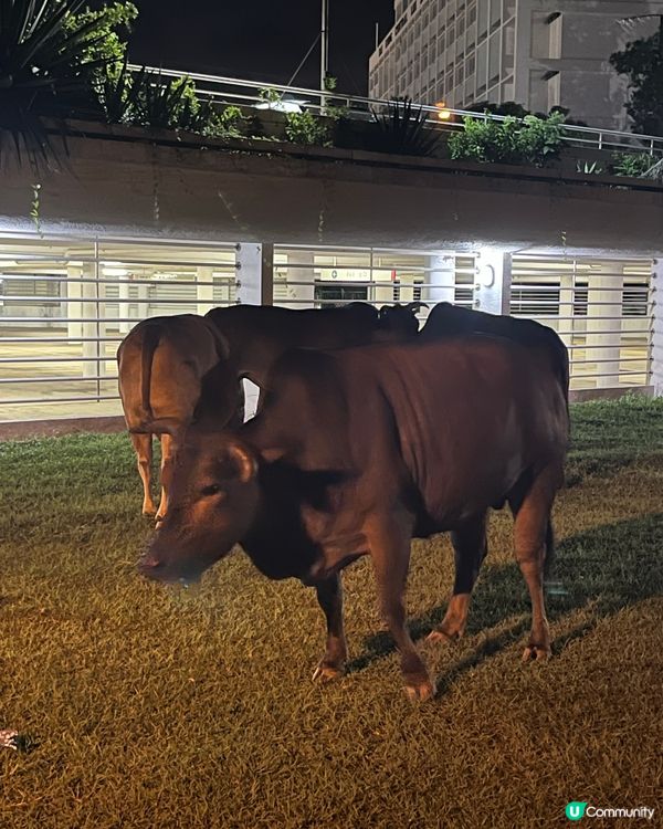 ## 西貢之旅～迷人的夜景與牛牛 🐮🏖️