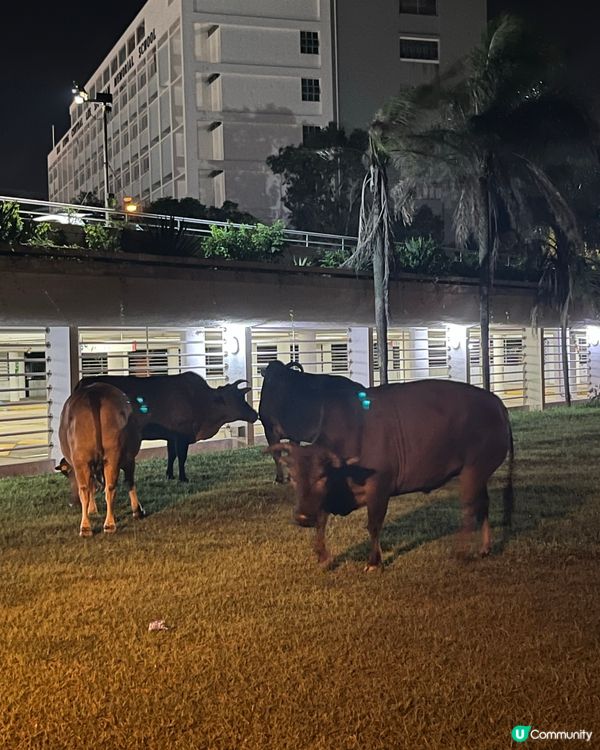 ## 西貢之旅～迷人的夜景與牛牛 🐮🏖️
