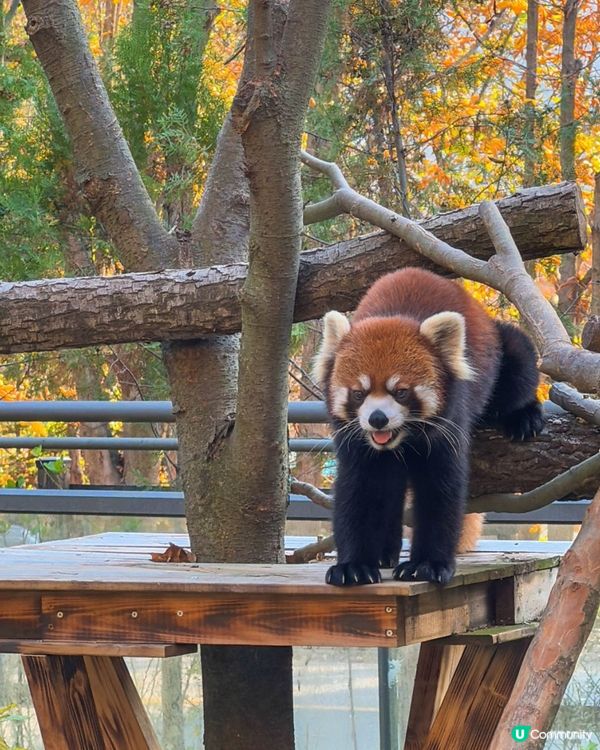 🇰🇷韓國首爾大公園一日遊
