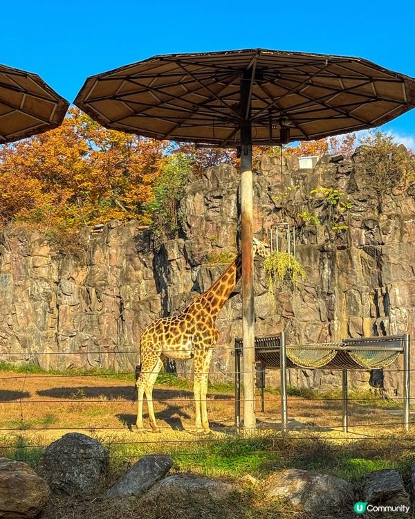 🇰🇷韓國首爾大公園一日遊