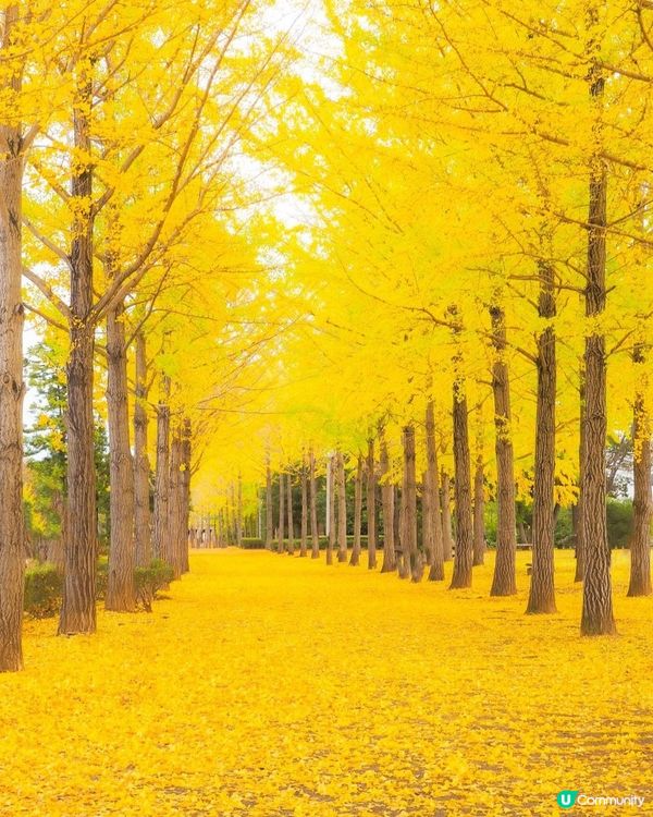 最愛秋天賞銀杏，之後梗係嘆返杯咖啡啦