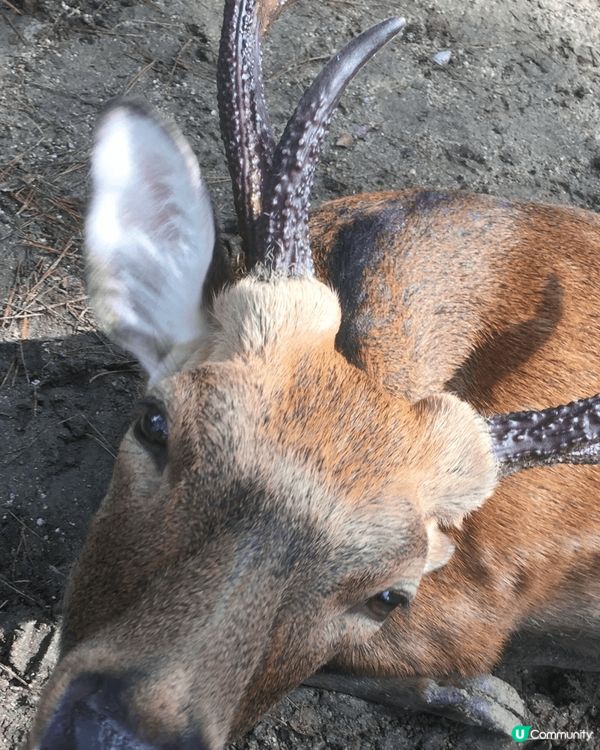 奈良公園餵鹿，大人細路都好開心，我哋下午去時鹿仔全部好乖乖，...