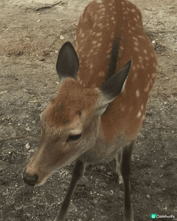 奈良公園餵鹿，大人細路都好開心，我哋下午去時鹿仔全部好乖乖，...