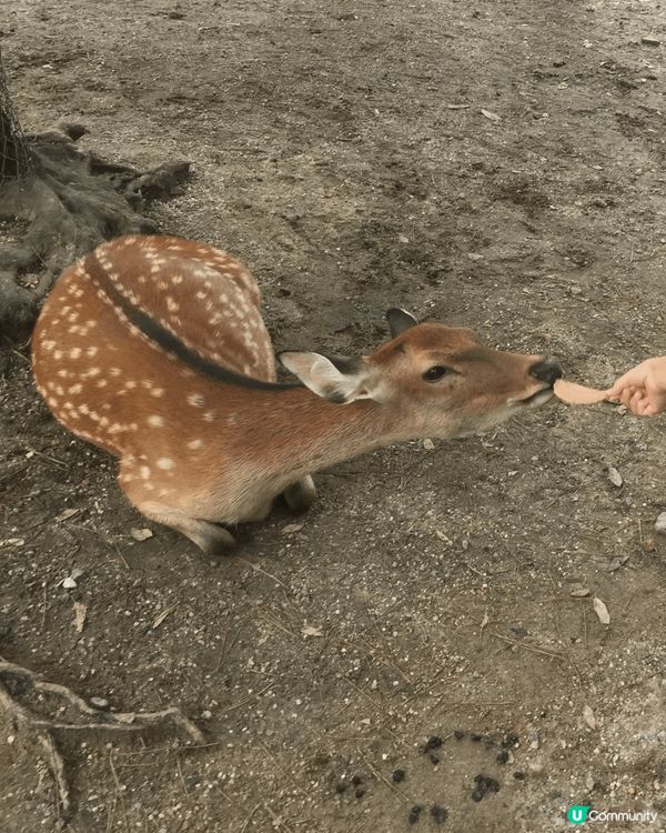 奈良公園餵鹿，大人細路都好開心，我哋下午去時鹿仔全部好乖乖，...