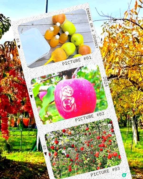 ## 青森摘蘋果🍎  超爽甜！ 秋葉の旅