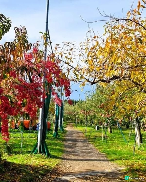 ## 青森摘蘋果🍎  超爽甜！ 秋葉の旅