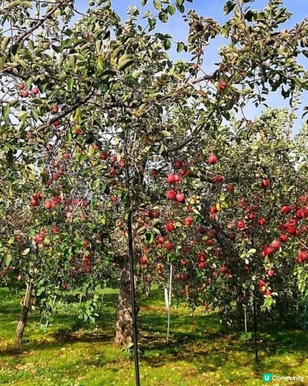 ## 青森摘蘋果🍎  超爽甜！ 秋葉の旅