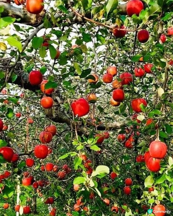 ## 青森摘蘋果🍎  超爽甜！ 秋葉の旅