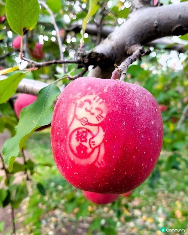 ## 青森摘蘋果🍎  超爽甜！ 秋葉の旅