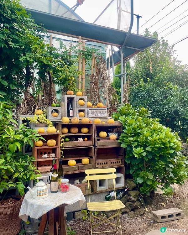 🇰🇷濟洲網紅打卡cafe🍊(多圖)