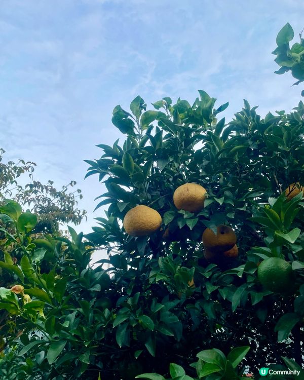 🇰🇷濟洲網紅打卡cafe🍊(多圖)