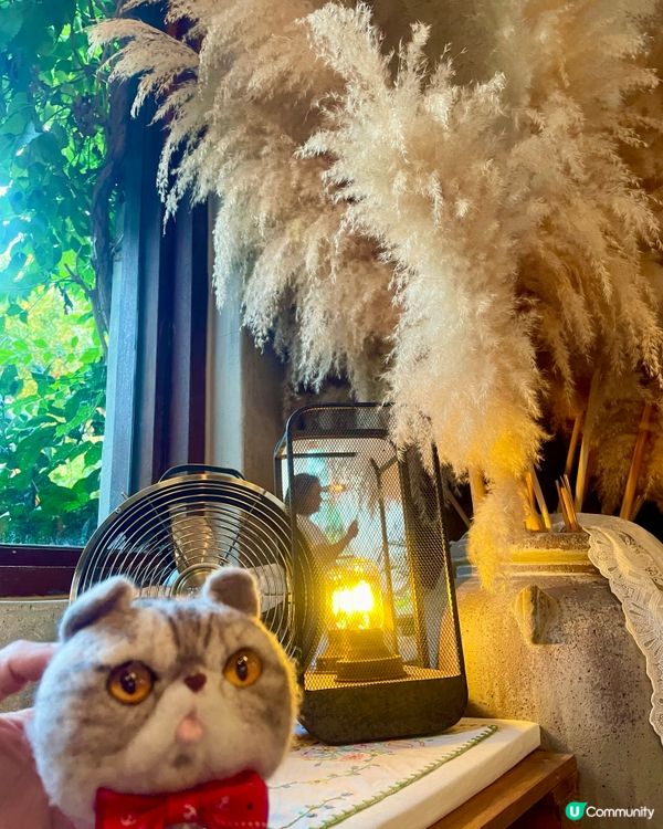 🇰🇷濟洲網紅打卡cafe🍊(多圖)