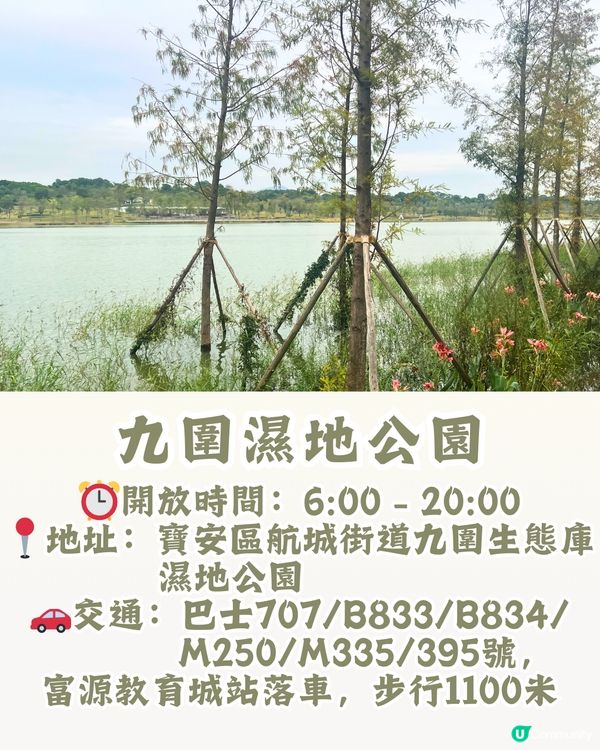 新打卡點📸深圳九圍濕地公園🌲落羽杉棧道/湖中木屋🏠親身試玩‼️值唔值得去？
