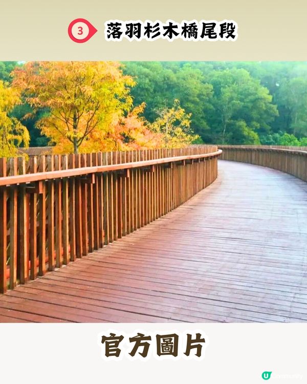 新打卡點📸深圳九圍濕地公園🌲落羽杉棧道/湖中木屋🏠親身試玩‼️值唔值得去？