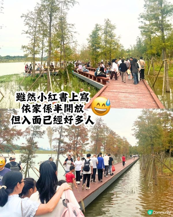 新打卡點📸深圳九圍濕地公園🌲落羽杉棧道/湖中木屋🏠親身試玩‼️值唔值得去？