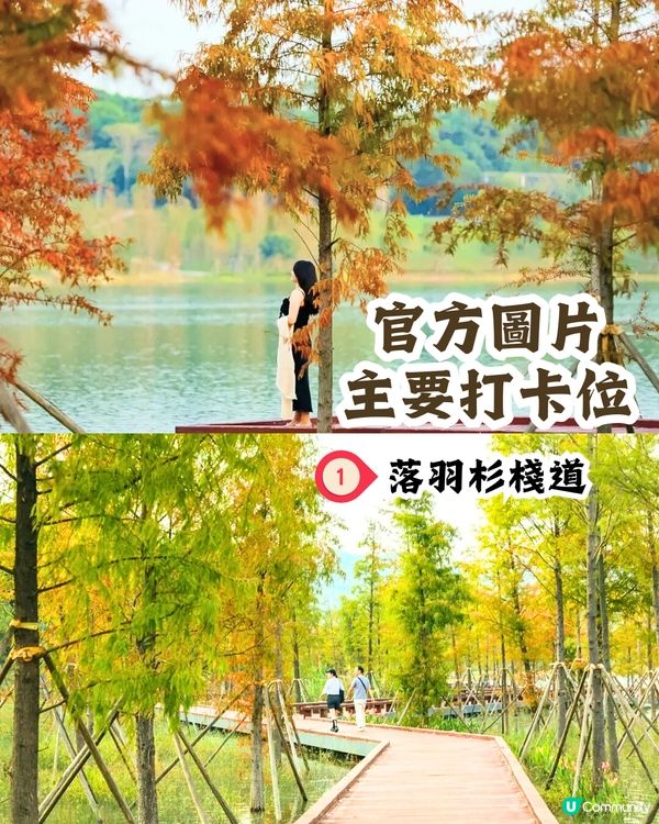 新打卡點📸深圳九圍濕地公園🌲落羽杉棧道/湖中木屋🏠親身試玩‼️值唔值得去？