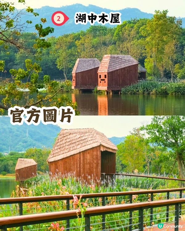 新打卡點📸深圳九圍濕地公園🌲落羽杉棧道/湖中木屋🏠親身試玩‼️值唔值得去？