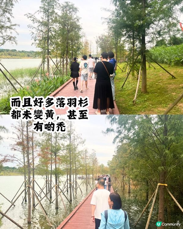 新打卡點📸深圳九圍濕地公園🌲落羽杉棧道/湖中木屋🏠親身試玩‼️值唔值得去？