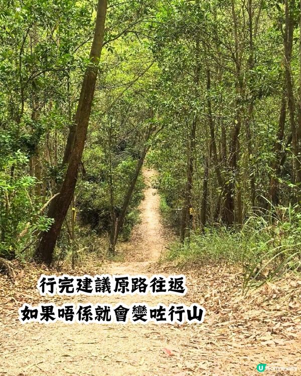 新打卡點📸深圳九圍濕地公園🌲落羽杉棧道/湖中木屋🏠親身試玩‼️值唔值得去？