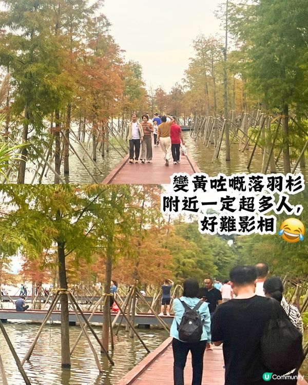 新打卡點📸深圳九圍濕地公園🌲落羽杉棧道/湖中木屋🏠親身試玩‼️值唔值得去？