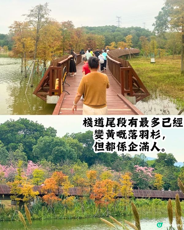 新打卡點📸深圳九圍濕地公園🌲落羽杉棧道/湖中木屋🏠親身試玩‼️值唔值得去？