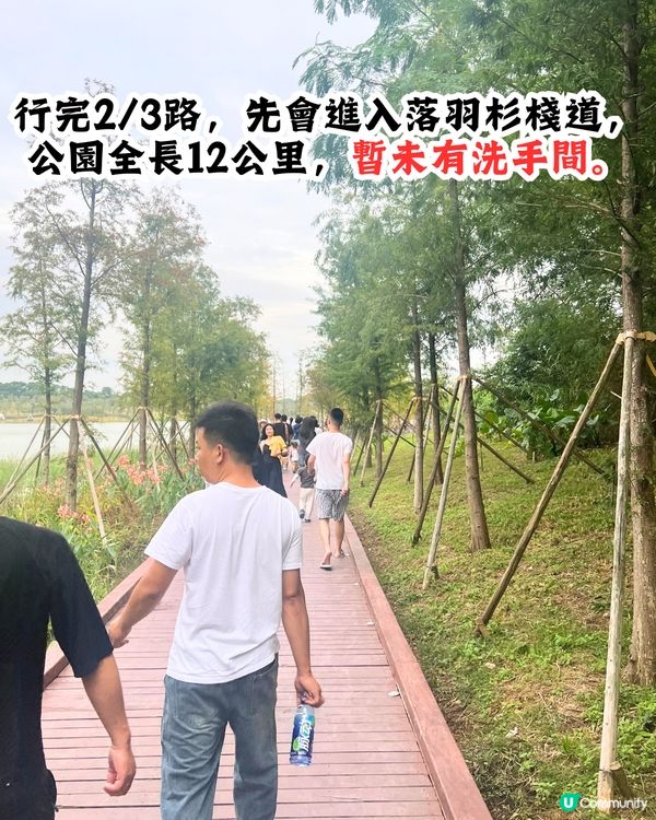 新打卡點📸深圳九圍濕地公園🌲落羽杉棧道/湖中木屋🏠親身試玩‼️值唔值得去？