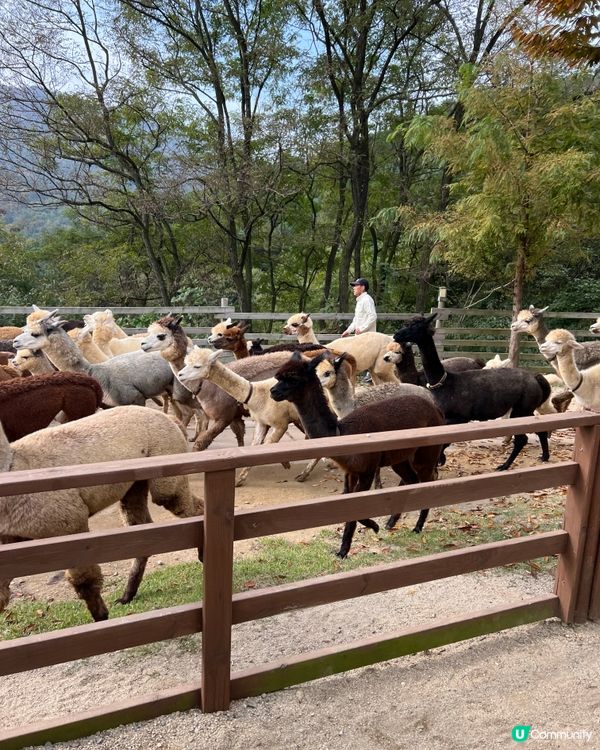 韓國AlpacaWorld70-80隻羊駝🦙
