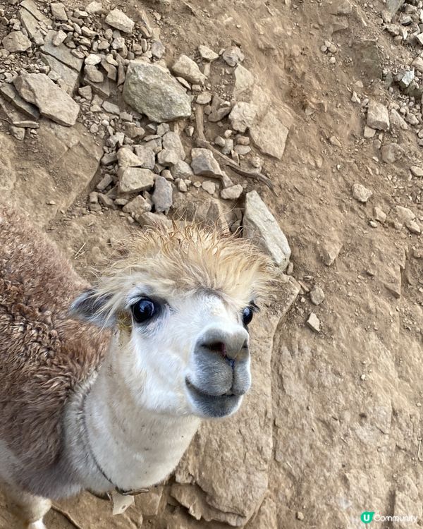 韓國AlpacaWorld70-80隻羊駝🦙