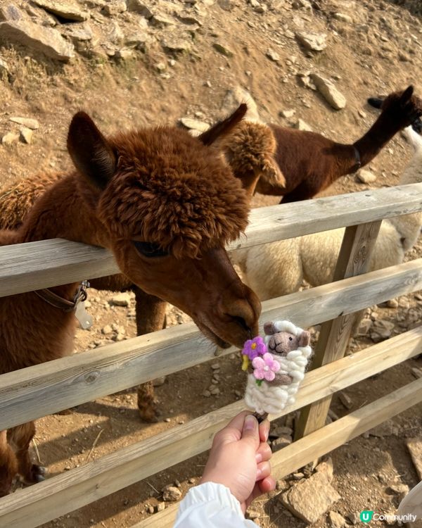 韓國AlpacaWorld70-80隻羊駝🦙