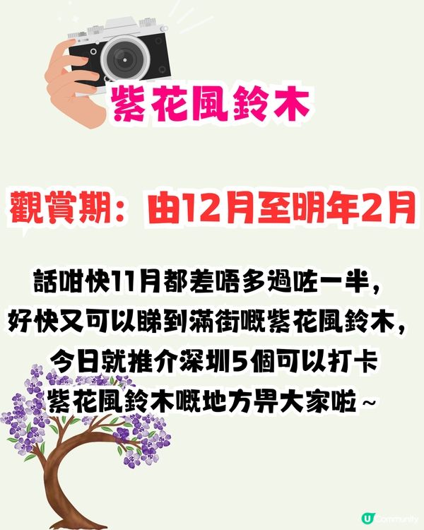 深圳打卡紫花風鈴木5大推介🌸逾500米！日系街道📸