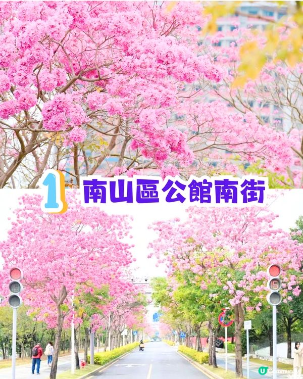 深圳打卡紫花風鈴木5大推介🌸逾500米！日系街道📸