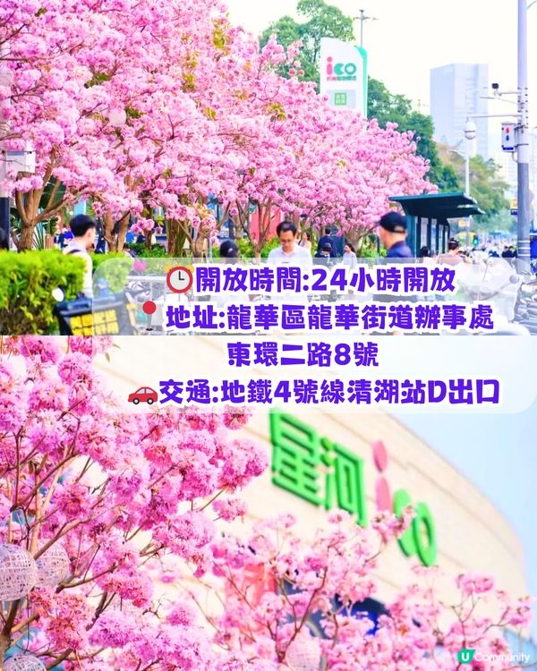 深圳打卡紫花風鈴木5大推介🌸逾500米！日系街道📸