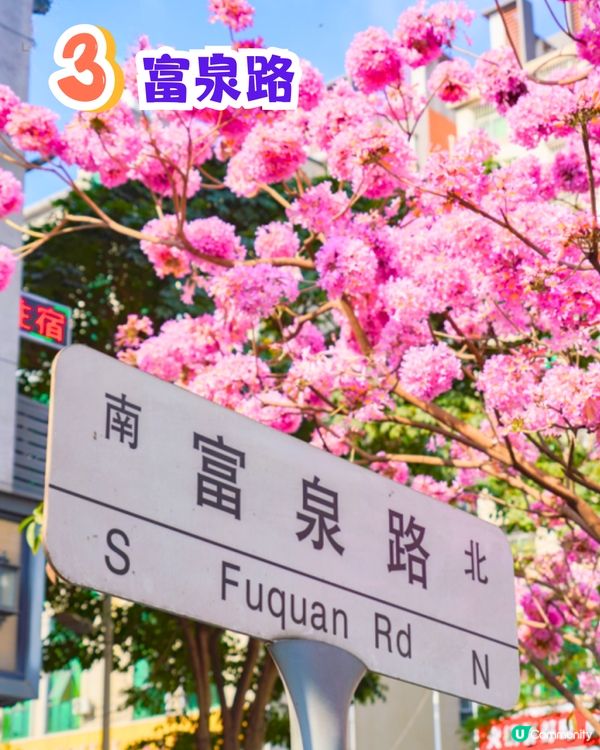 深圳打卡紫花風鈴木5大推介🌸逾500米！日系街道📸