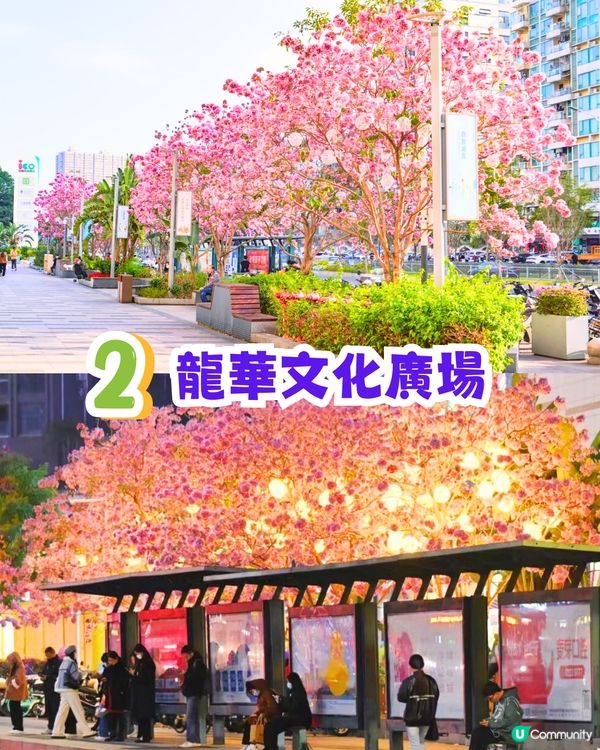 深圳打卡紫花風鈴木5大推介🌸逾500米！日系街道📸