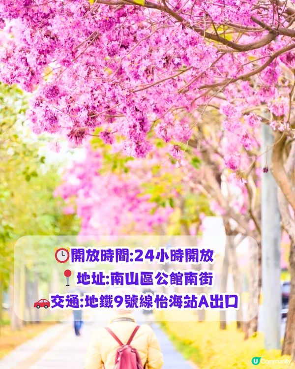 深圳打卡紫花風鈴木5大推介🌸逾500米！日系街道📸