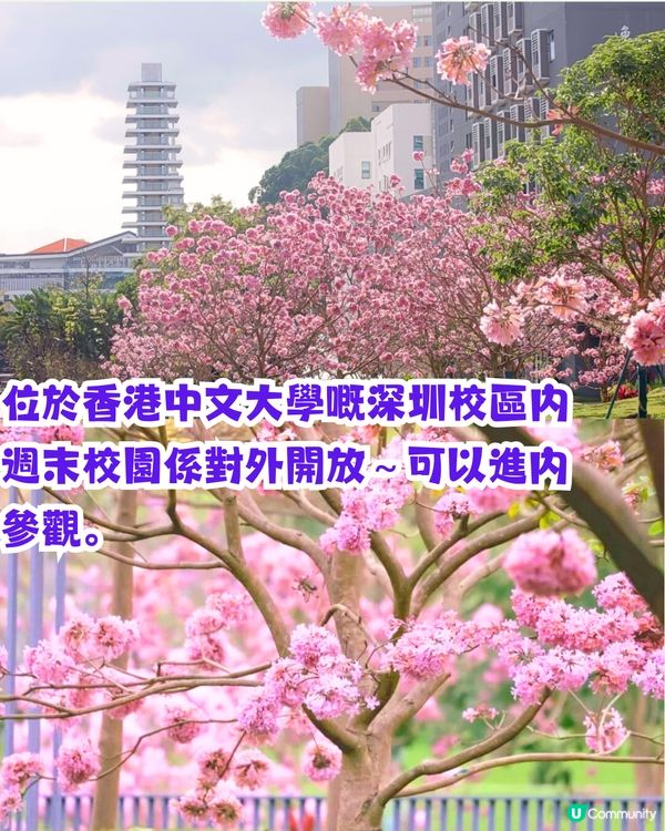 深圳打卡紫花風鈴木5大推介🌸逾500米！日系街道📸