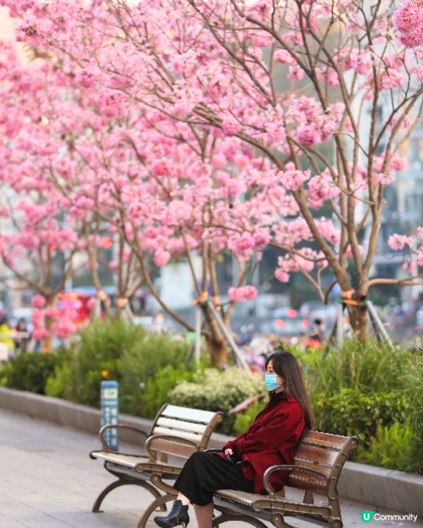深圳打卡紫花風鈴木5大推介🌸逾500米！日系街道📸
