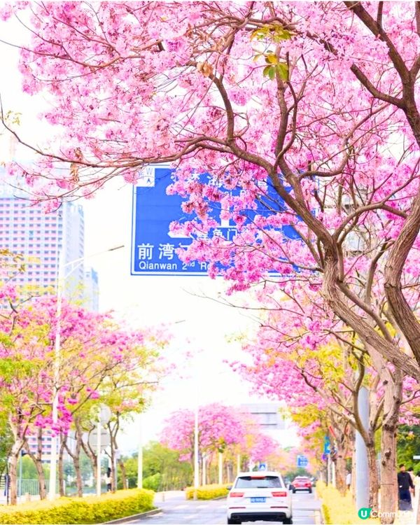 深圳打卡紫花風鈴木5大推介🌸逾500米！日系街道📸