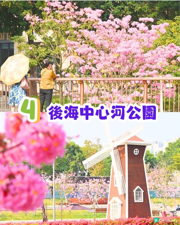 深圳打卡紫花風鈴木5大推介🌸逾500米！日系街道📸