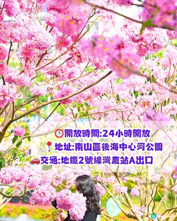 深圳打卡紫花風鈴木5大推介🌸逾500米！日系街道📸