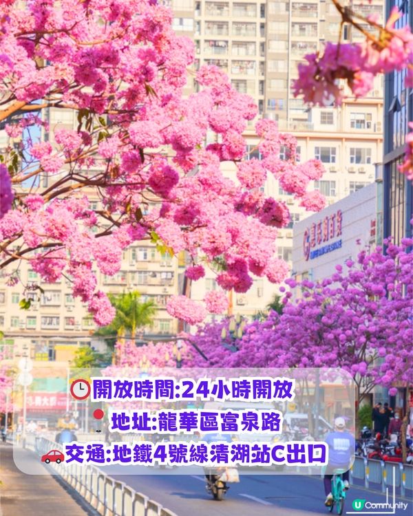 深圳打卡紫花風鈴木5大推介🌸逾500米！日系街道📸