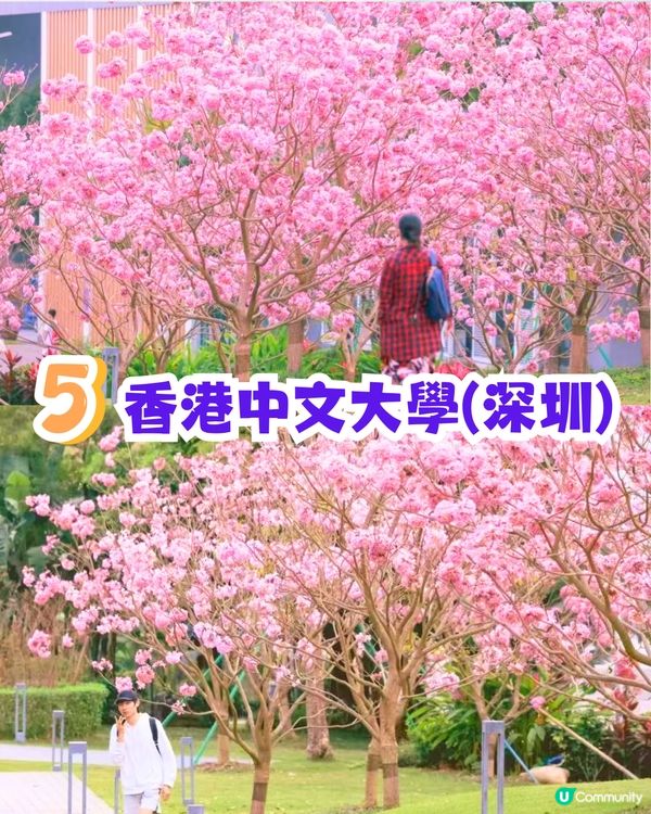 深圳打卡紫花風鈴木5大推介🌸逾500米！日系街道📸